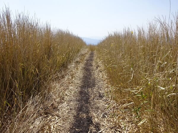 眼下に広がる阿蘇の田園風景